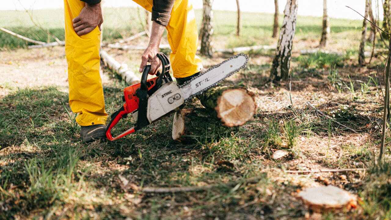 The Steps Involved in Our Tree Care Process in Sheboygan, WI